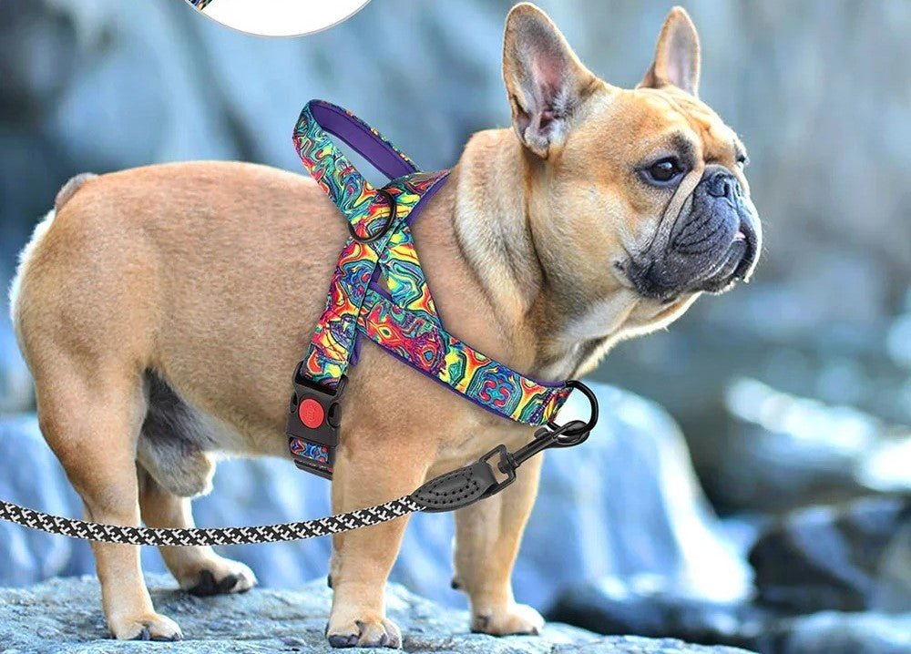 Harnais pour chien - SFPPremenons - Mon chien confortable