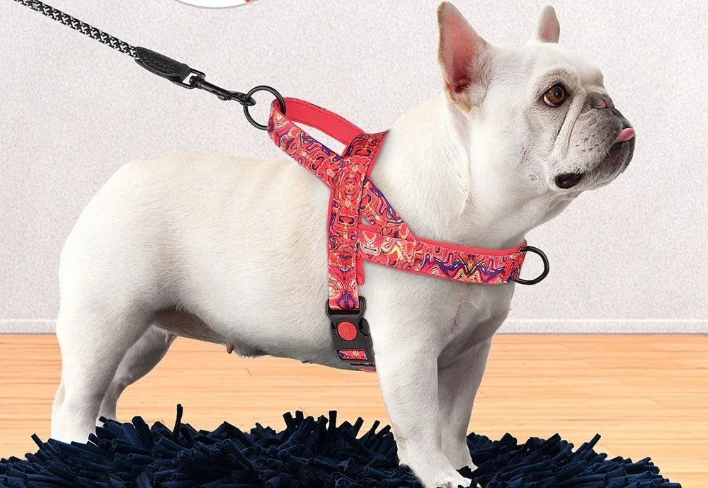 Harnais pour chien - SFPPremenons - Mon chien confortable
