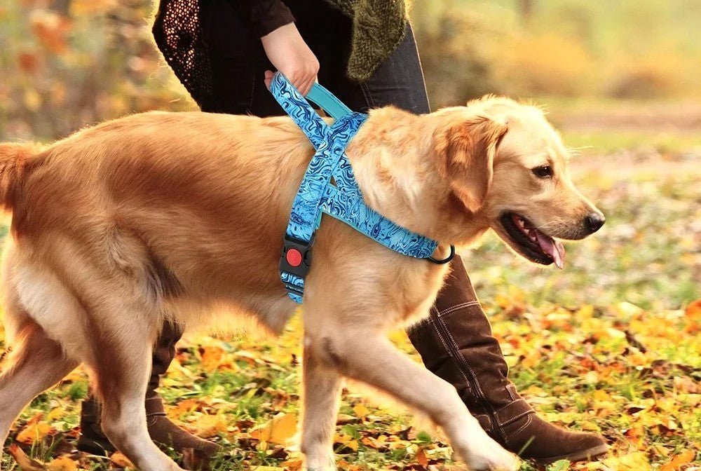 Harnais pour chien - SFPPremenons - Mon chien confortable