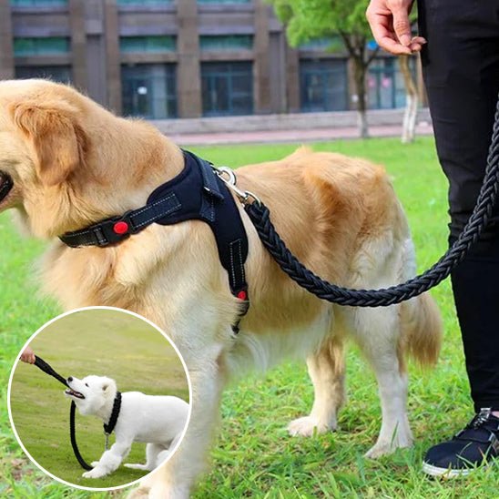 laisse à enrouleur pour chien - Mon chien confortable