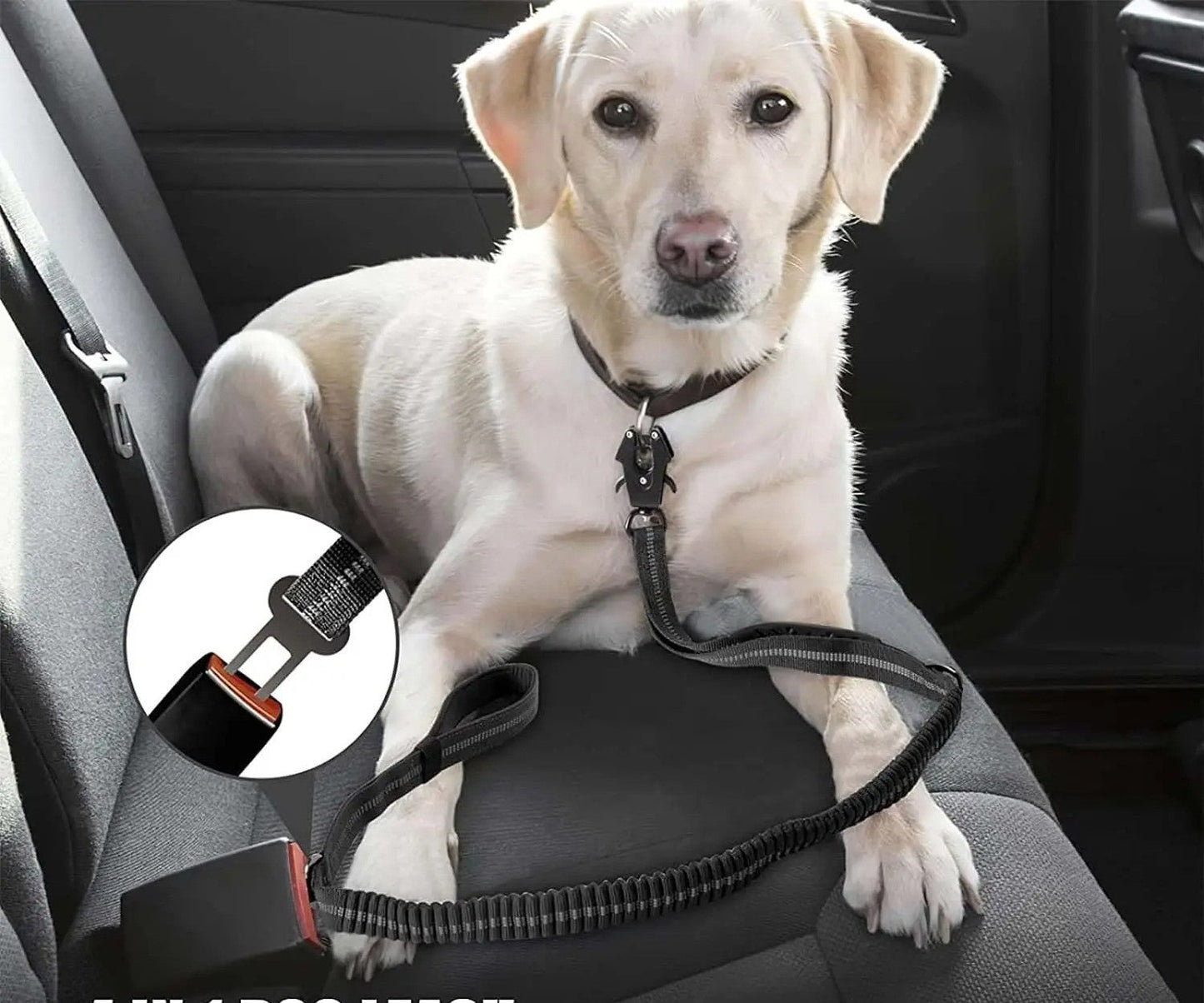 laisse chien - Mon chien confortable