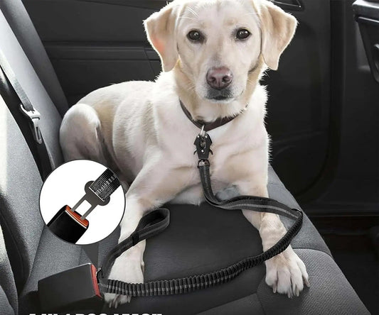 laisse chien - Mon chien confortable