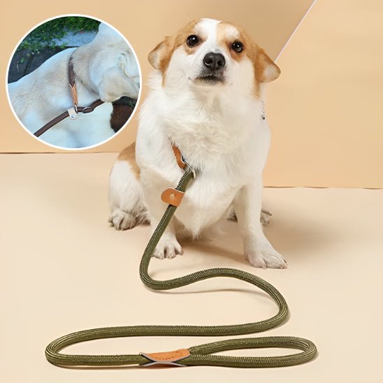 laisse chien - Mon chien confortable