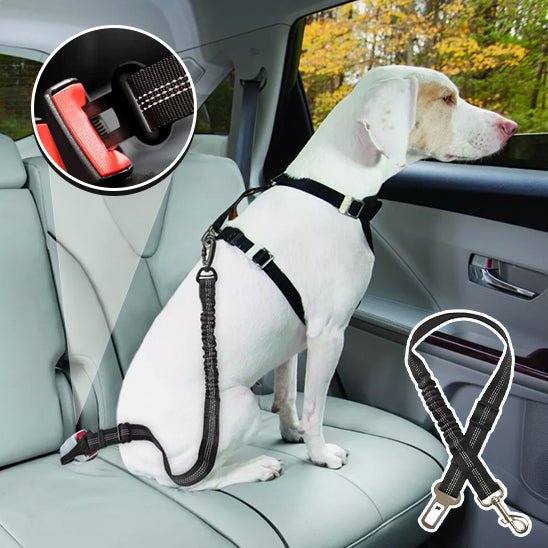laisse chien - ceinture de sécurité - Mon chien confortable