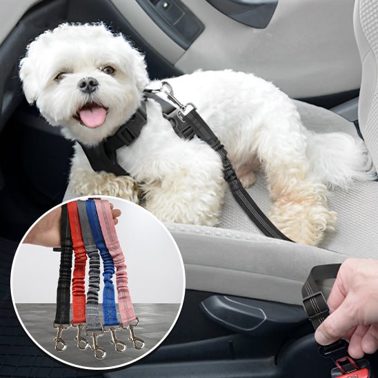 laisse chien - ceinture de sécurité - Mon chien confortable