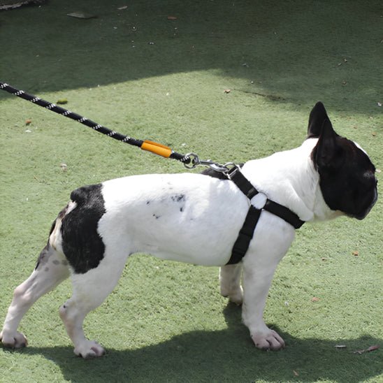 laisse chien purpre, café, bleue profond - Mon chien confortable