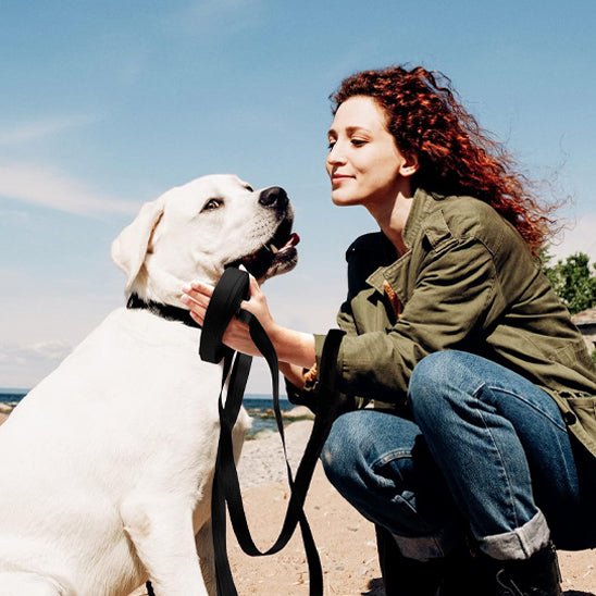 laisse chien PVC - Mon chien confortable
