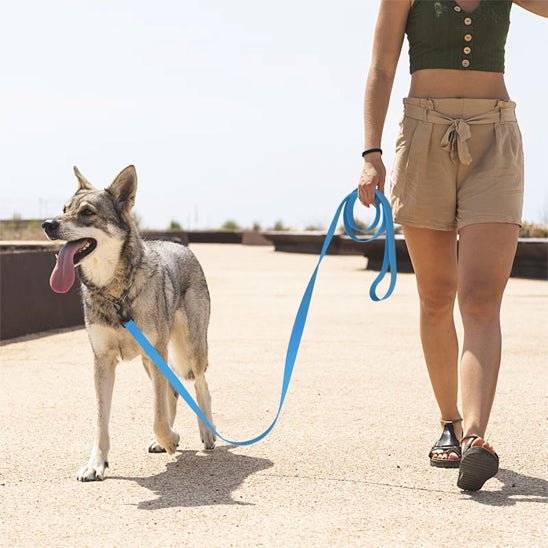 laisse chien PVC - Mon chien confortable