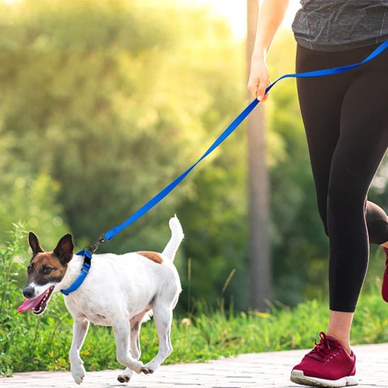 laisse chien PVC - Mon chien confortable