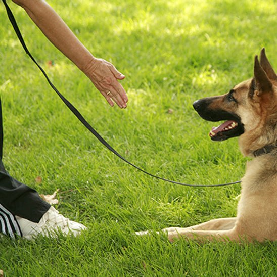 laisse chiens - UL imperméable - Mon chien confortable