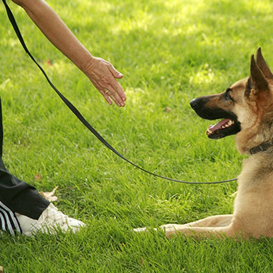 laisse chiens - UL imperméable - Mon chien confortable