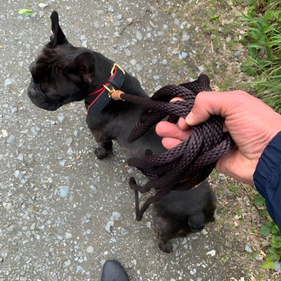laisse corde pour chien - Mon chien confortable