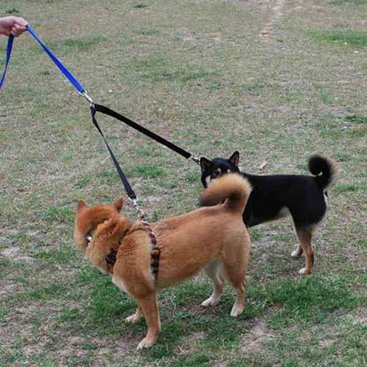 laisse double pour chien - Mon chien confortable