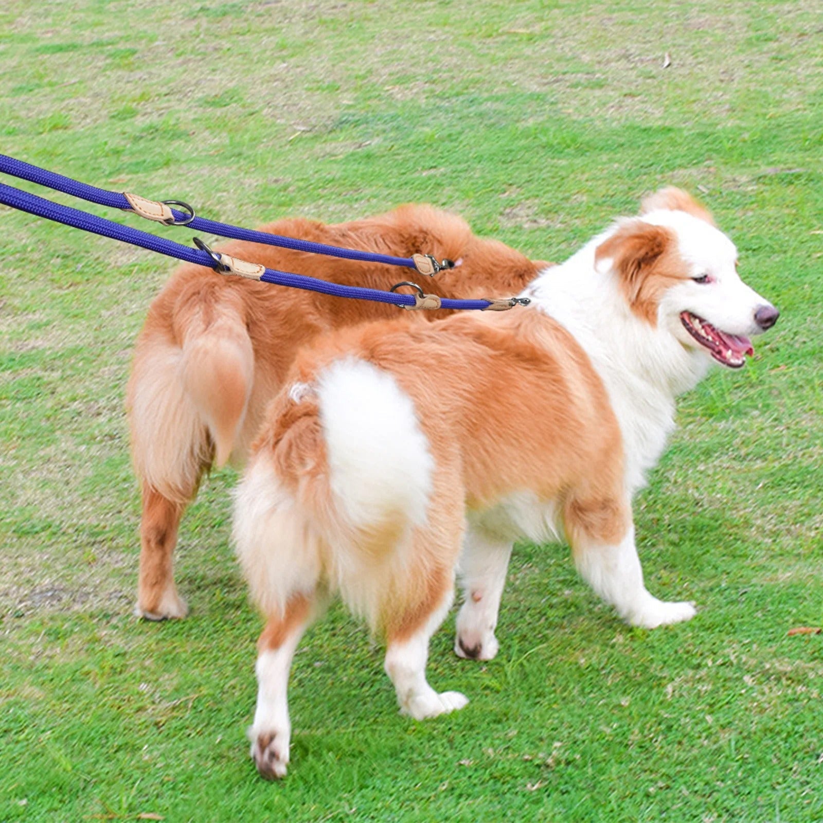 laisse double pour chien - Nylon - Mon chien confortable