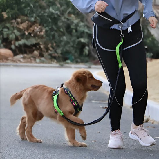 laisse mains libres pour chien - Mon chien confortable