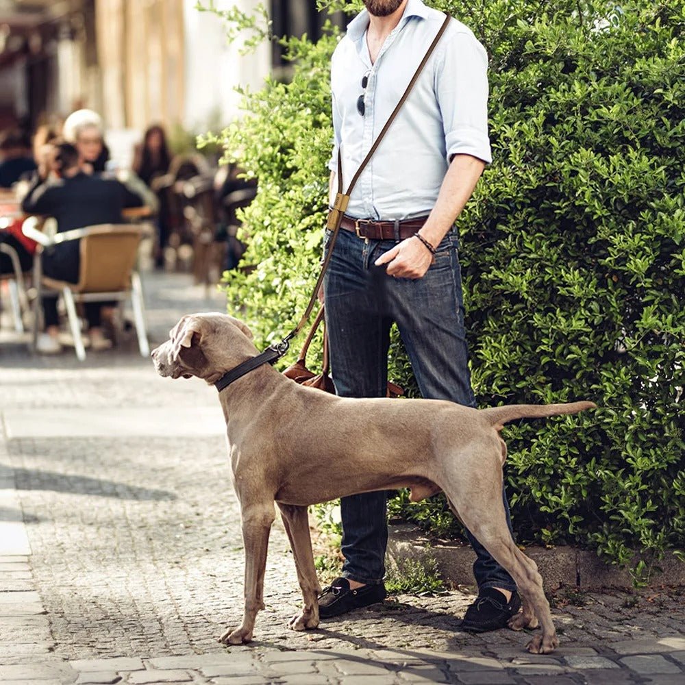 laisse mains libres pour chiens - Mon chien confortable