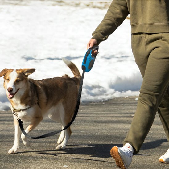 laisse pour chien - Mon chien confortable