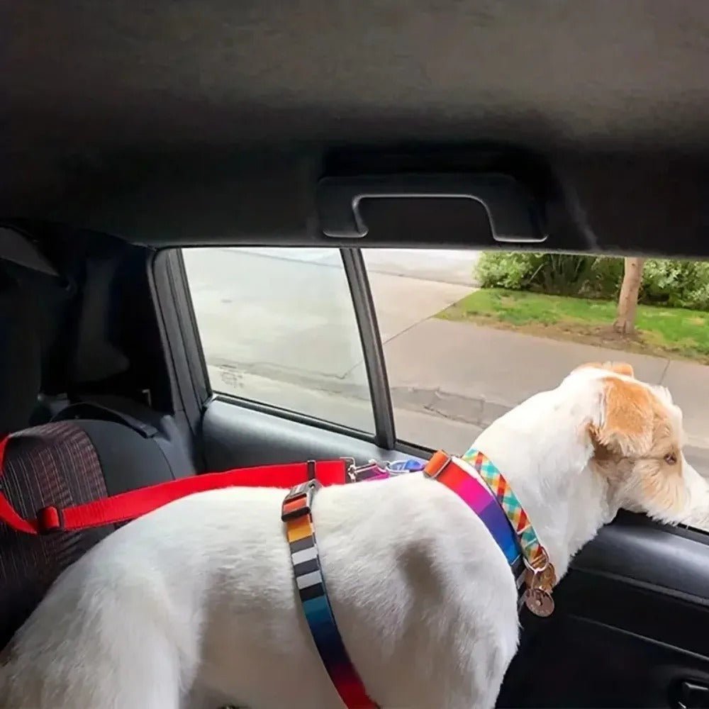 laisse pour chien - Mon chien confortable