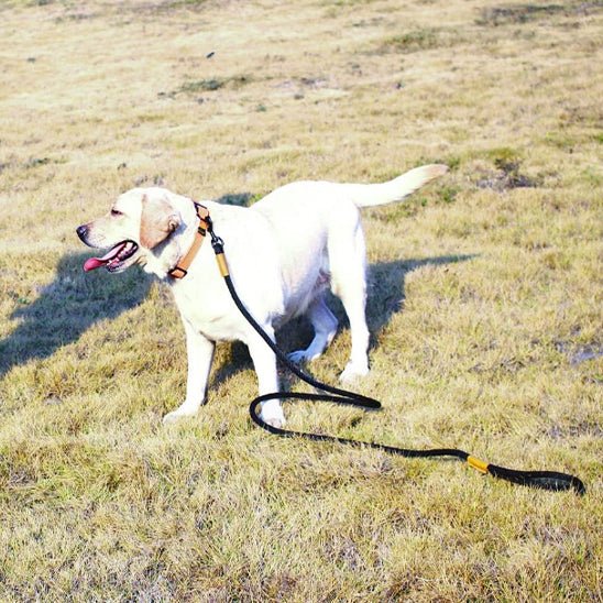 laisse pour chien bleue, noir, verte - Mon chien confortable