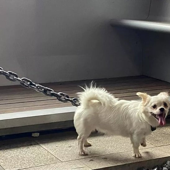 laisse pour chien - en chaîne - Mon chien confortable