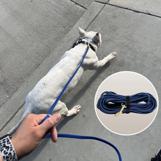 laisse pour chien en PVC - Mon chien confortable