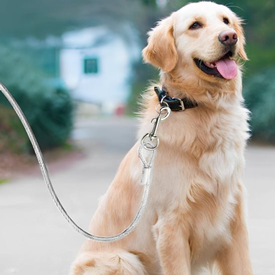 laisse pour chien gris clair - Mon chien confortable