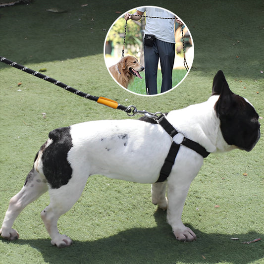 laisse pour chien bleue, noir, verte