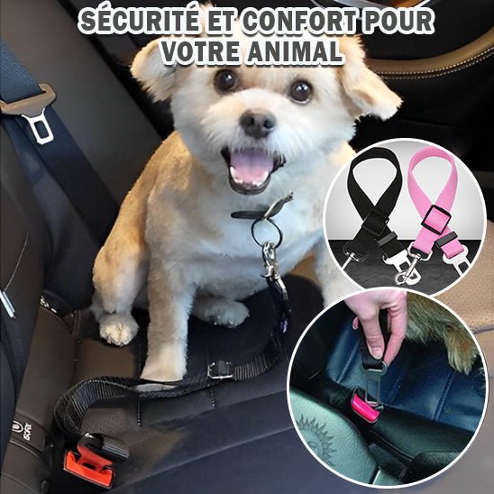 laisse pour chien - sécurité - Mon chien confortable