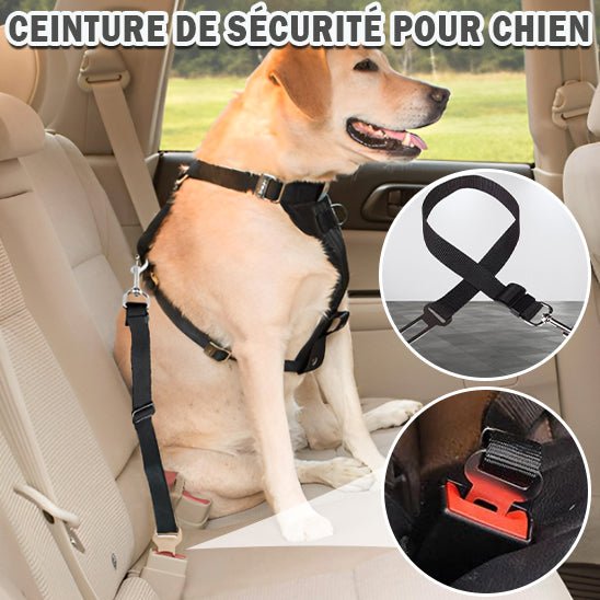 laisse pour chien - sécurité - Mon chien confortable