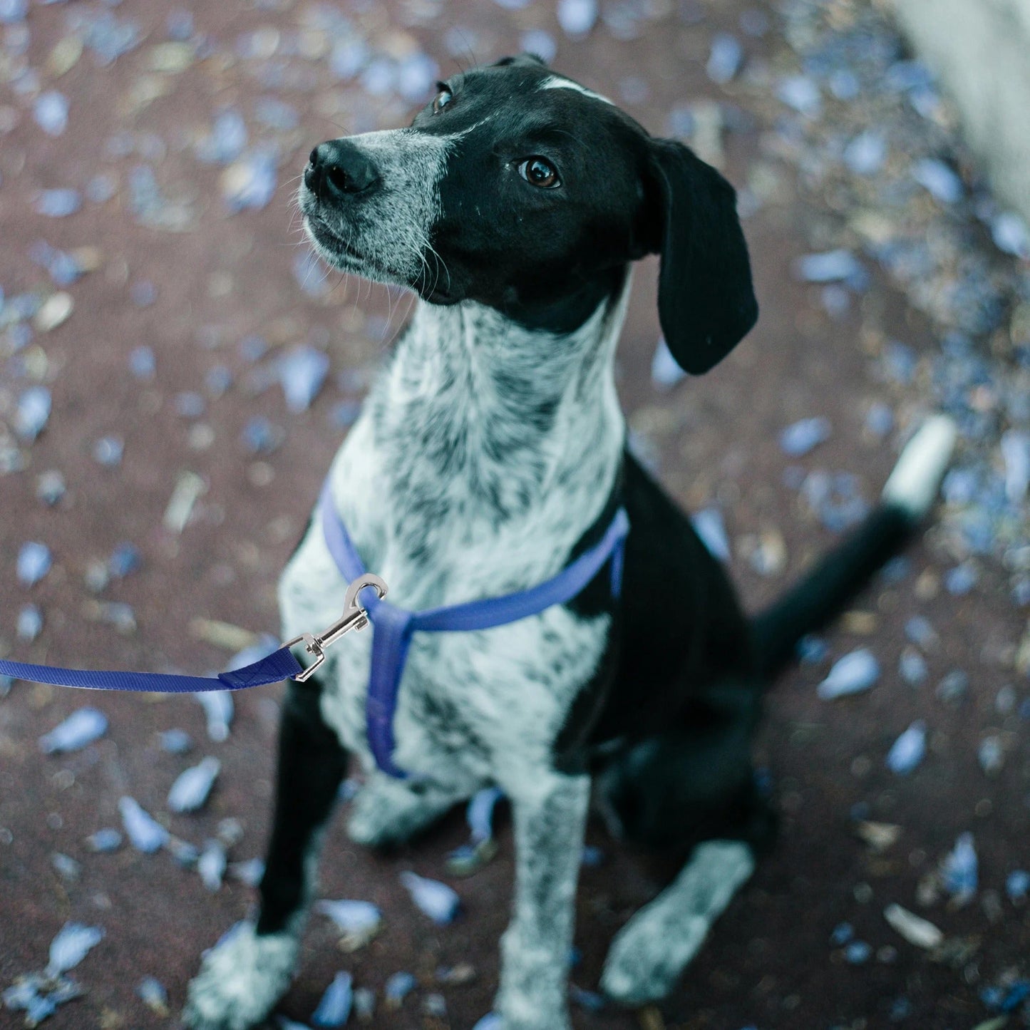 laisse pour chien - Uxcell - Mon chien confortable