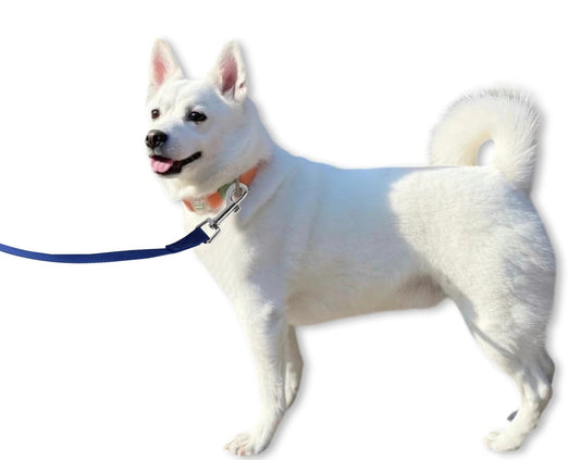 laisse pour chien - Uxcell - Mon chien confortable