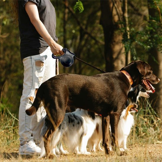 laisse retractable chien - Mon chien confortable