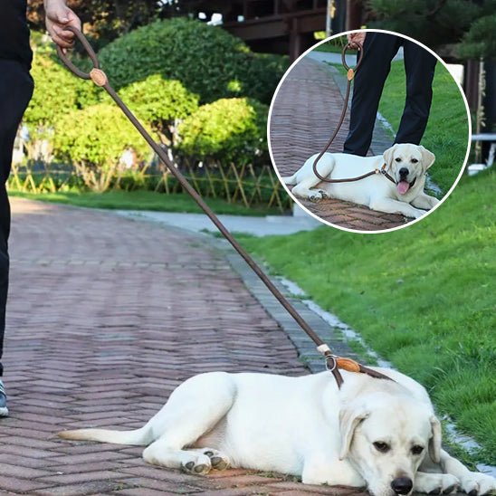 laisses pour chien - Mon chien confortable