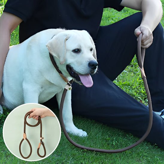 laisses pour chien - Mon chien confortable