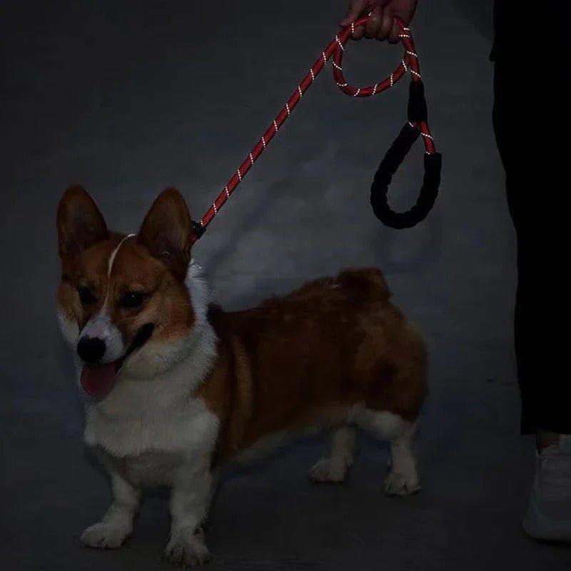 laisses pour chien - dressage - Mon chien confortable