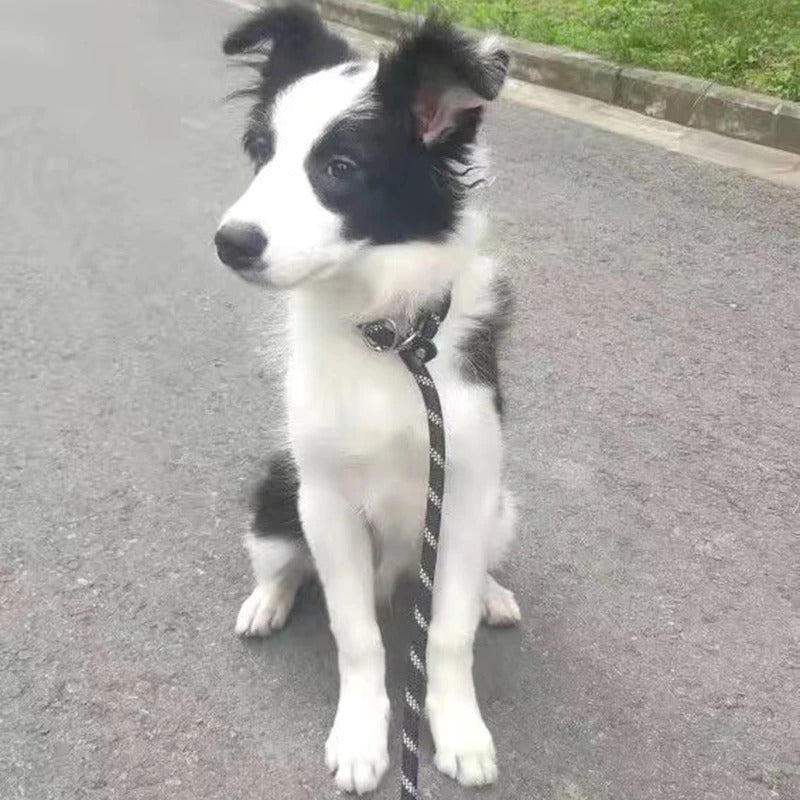 laisses pour chien-dressage