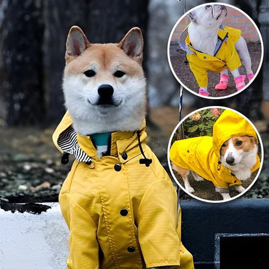 manteau pour chien - Mon chien confortable