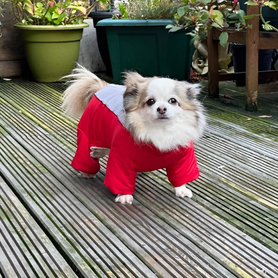manteau pour chien - LOOP - Mon chien confortable