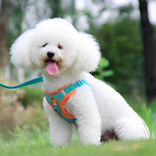meilleur - harnais - anti - traction - Mon chien confortable