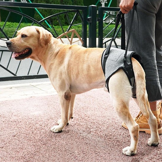 meilleur harnais pour chien - réeducation - Mon chien confortable