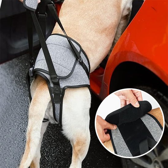 meilleur harnais pour chien - réeducation - Mon chien confortable