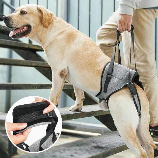 meilleur harnais pour chien - réeducation - Mon chien confortable