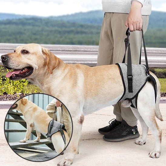 meilleur harnais pour chien - réeducation - Mon chien confortable