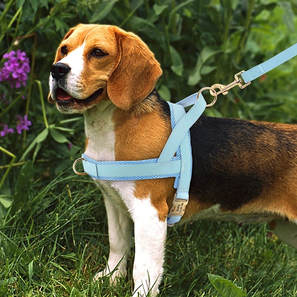 meilleur harnais pour chien - SFP - Nylon - Mon chien confortable