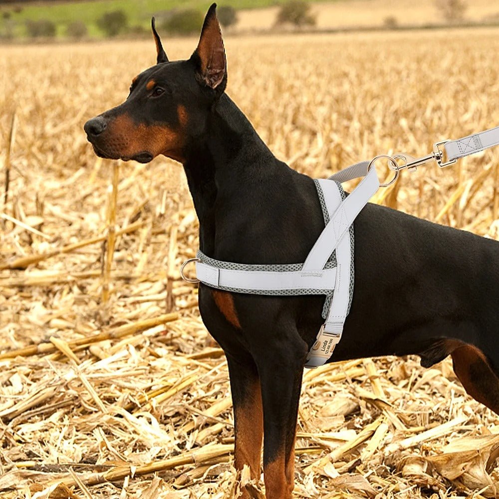 meilleur harnais pour chien - SFP - Nylon - Mon chien confortable
