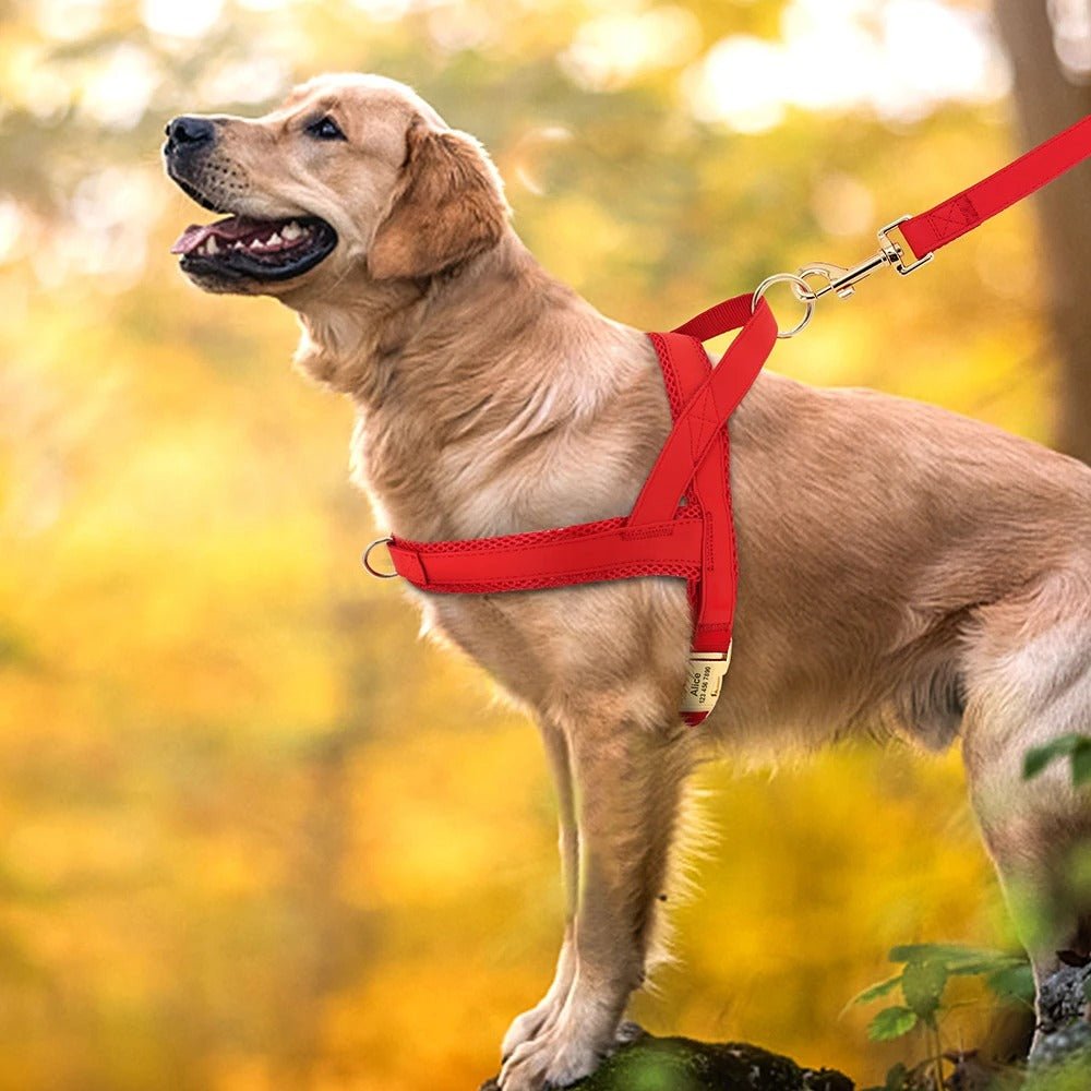 meilleur harnais pour chien - SFP - Nylon - Mon chien confortable