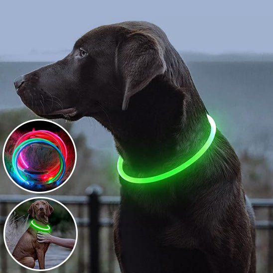personnalisation collier chien - Mon chien confortable