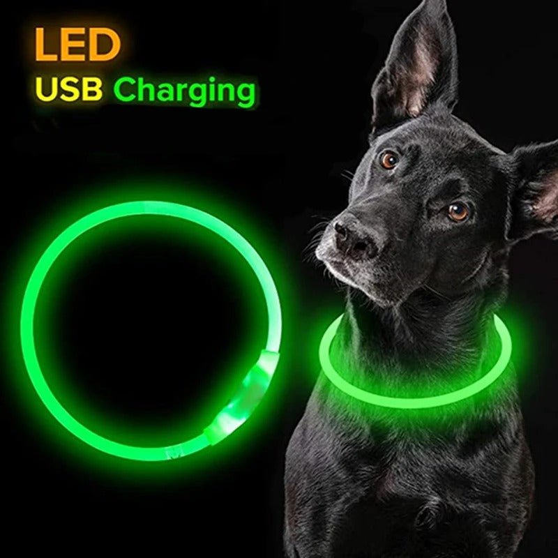 personnalisation collier chien - Mon chien confortable