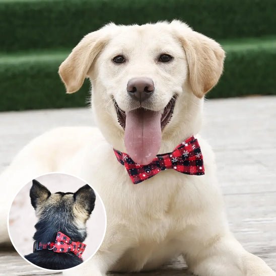personnalisation collier chien - GR - Mon chien confortable