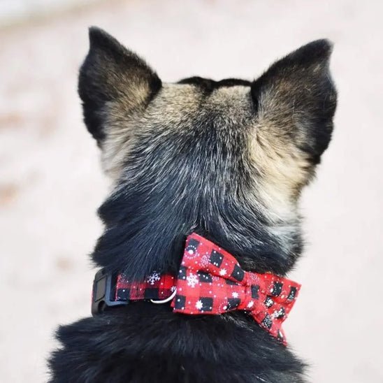 personnalisation collier chien - GR - Mon chien confortable